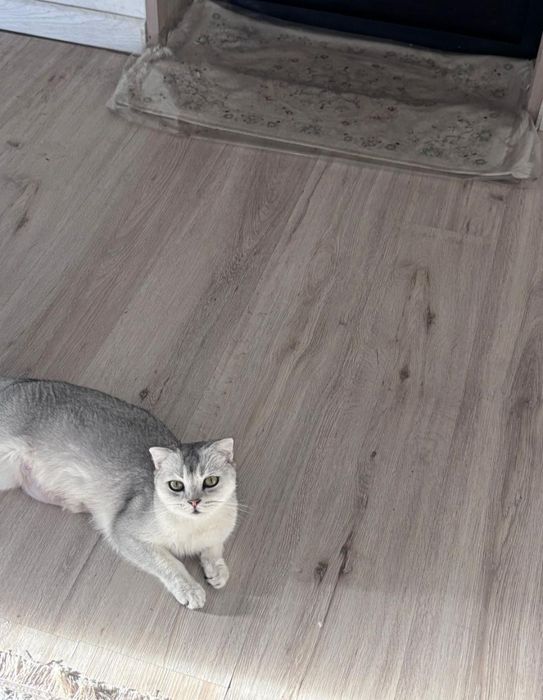 Продается шотландская шиншилла