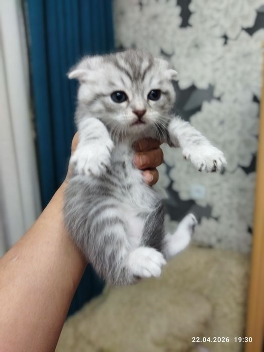 Готовы к продаже шотландские котята