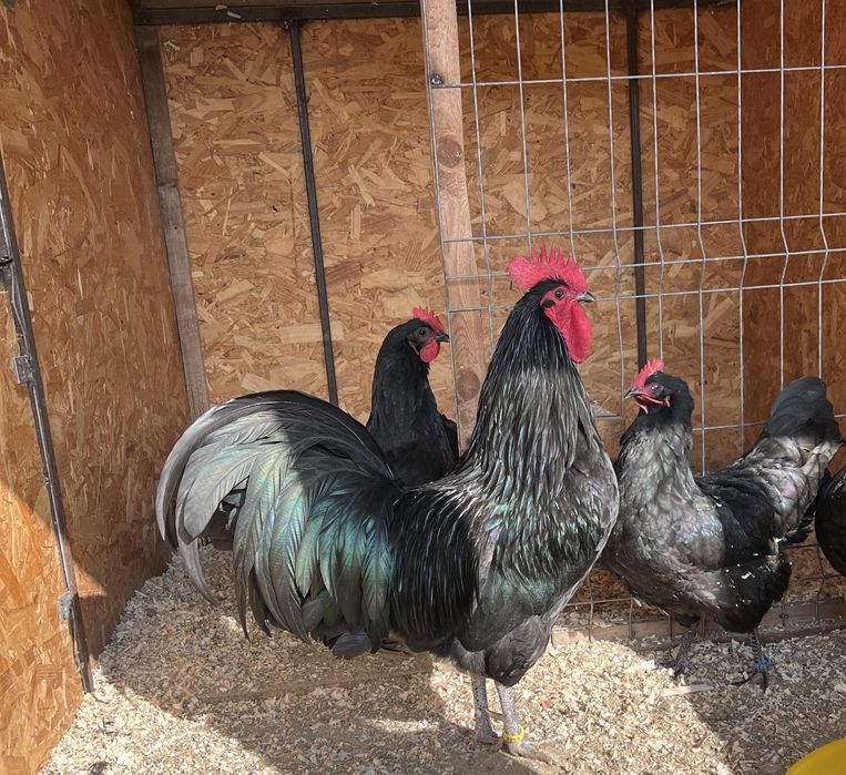 Vand pui gaina din rasele austrolop si brahma