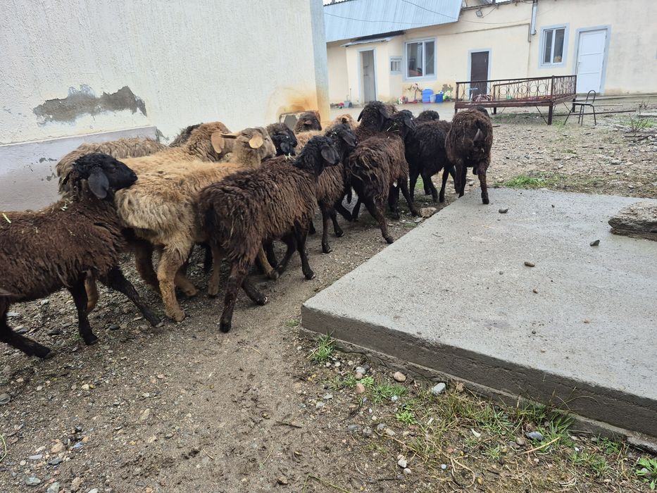 Тоқты тоқтылар қой кой