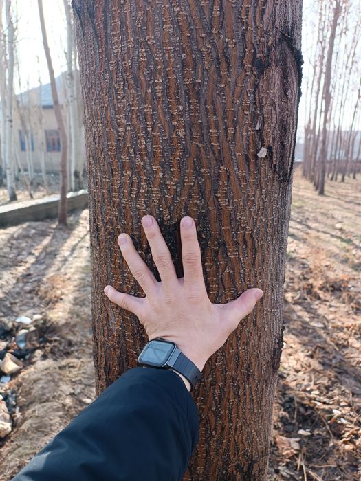 Pavloniya daraxti mebel uchun tayyor