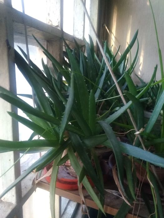 Алоя  вера.лечебная.