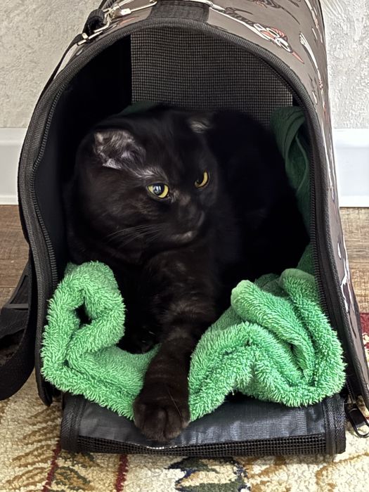 Отдам кота в добрые руки