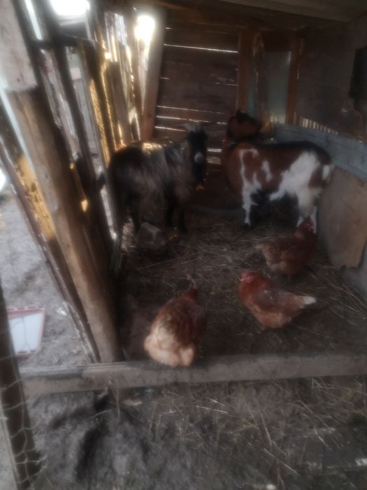 De vanzare tap tanár de un an si capra  tanara