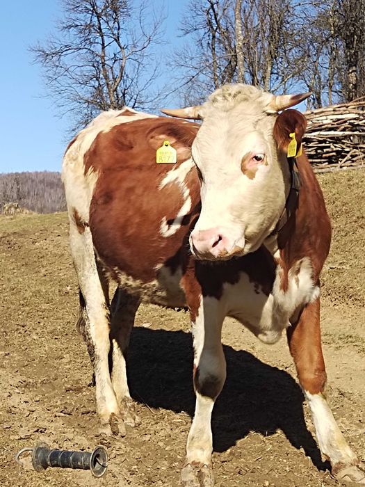 Junincă  de doi ani de vânzare