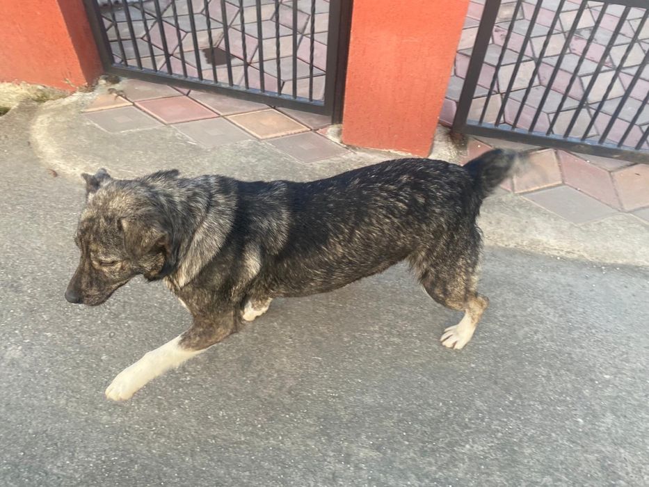 Donez catelusa metis sterilizata