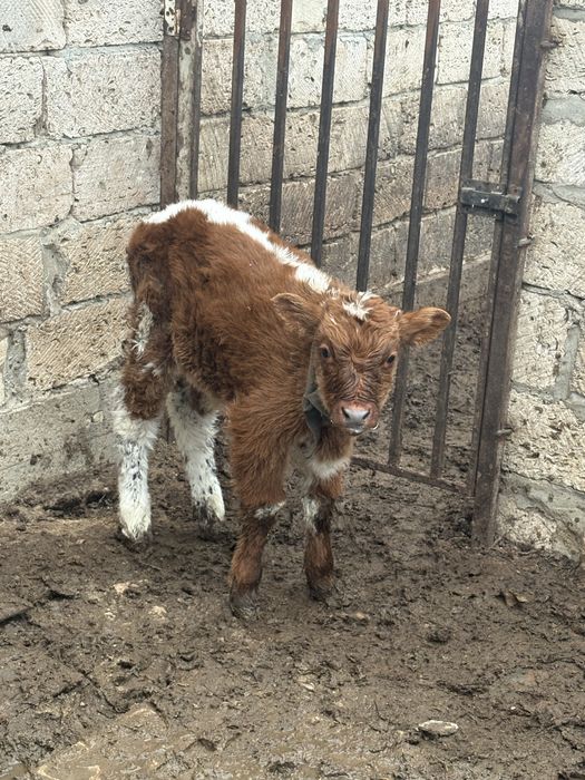 Сиыр еркек бұзауымен