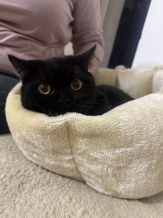 Котёнок 7 месяцев, шотландец, скоттиш страйт.