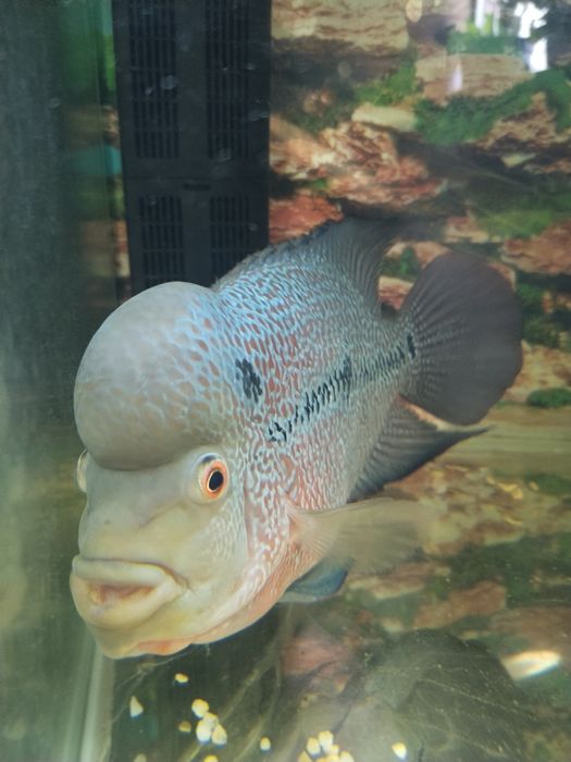 Фловер хорн продам нерестящююся пару