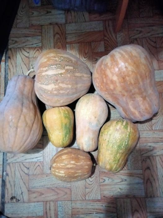 Столовая тыква,аскабак