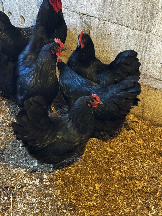 Vand oua Australorp