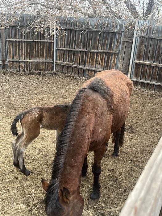 Бие құлынымен Кабыла