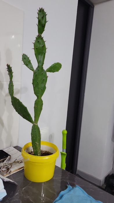 Комнатные цветы 2500 т и выше.