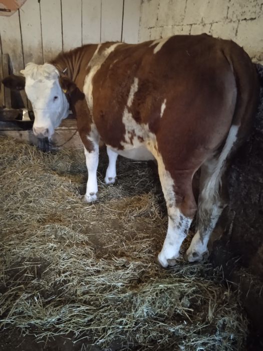 Vand juninca baltata romaneasca