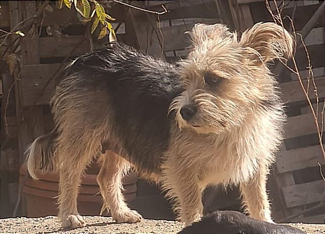 Пропала маленькая собачка.