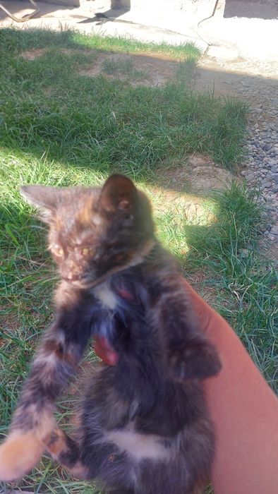 Мушук боллари котятки