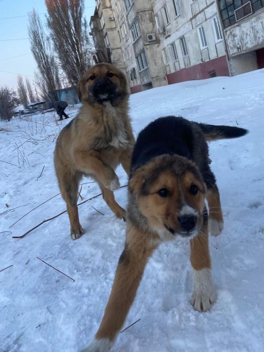 Дружные, весёлые, неразлучные.