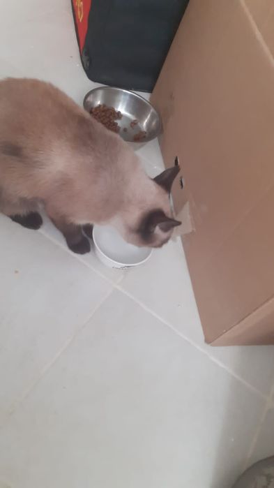 Кошка Тайской породы