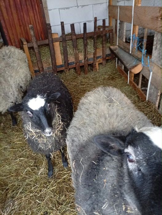 Oi romanov de vanzare