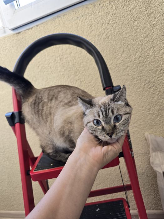 Кошечка на вязку