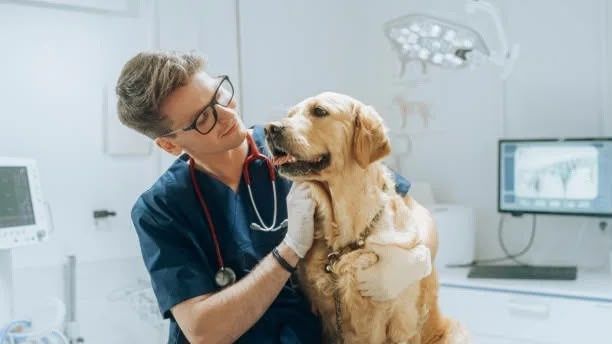 Ветеринария выезд