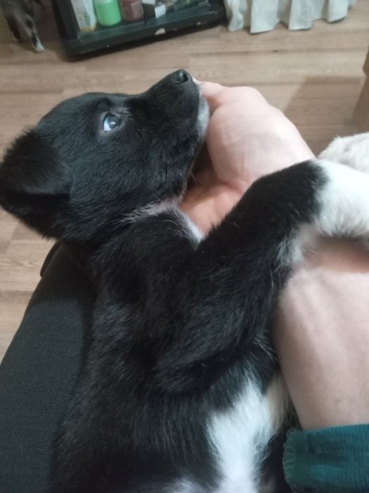 Подарю маленькую собачку.