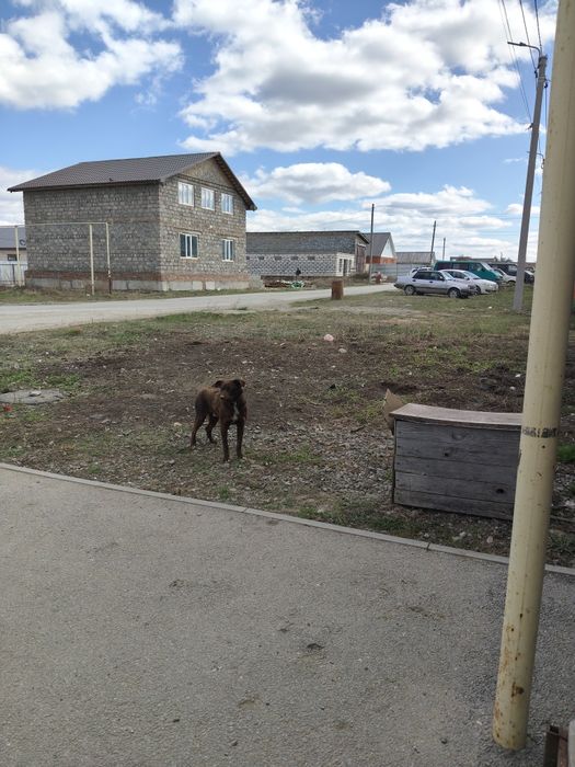 Отдам щенка в хорошие руки