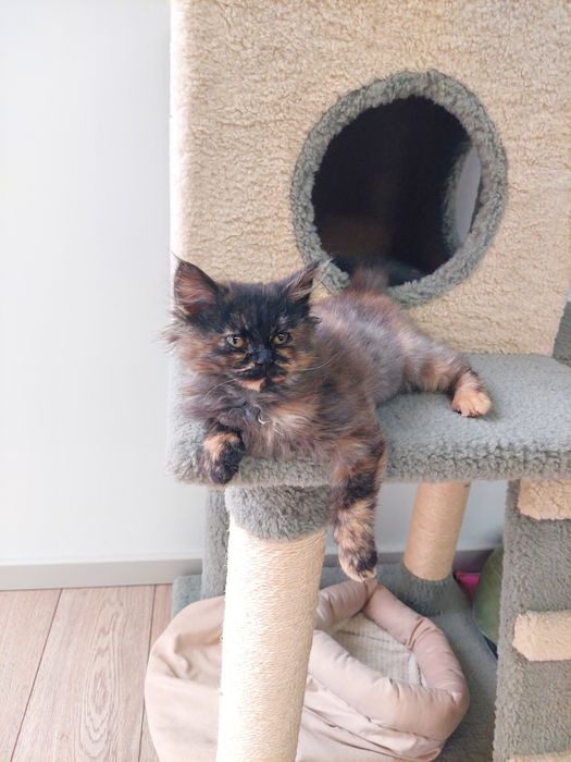 Котенок девочка Ташкент