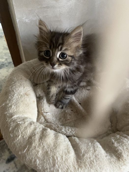 Norvegiana de padure ,fetita !