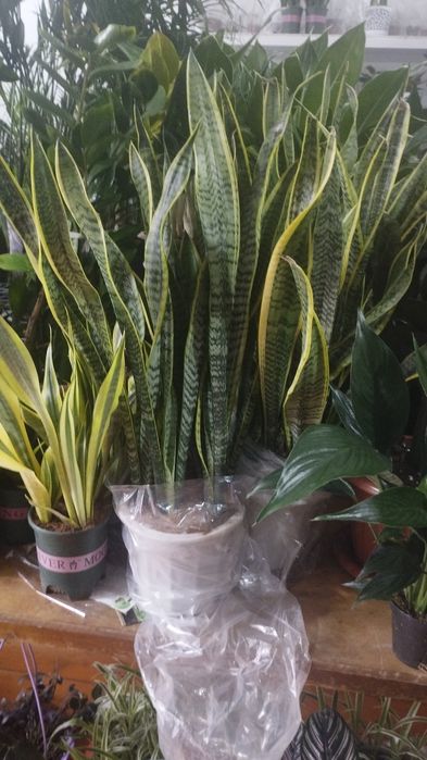 Уход за растениями