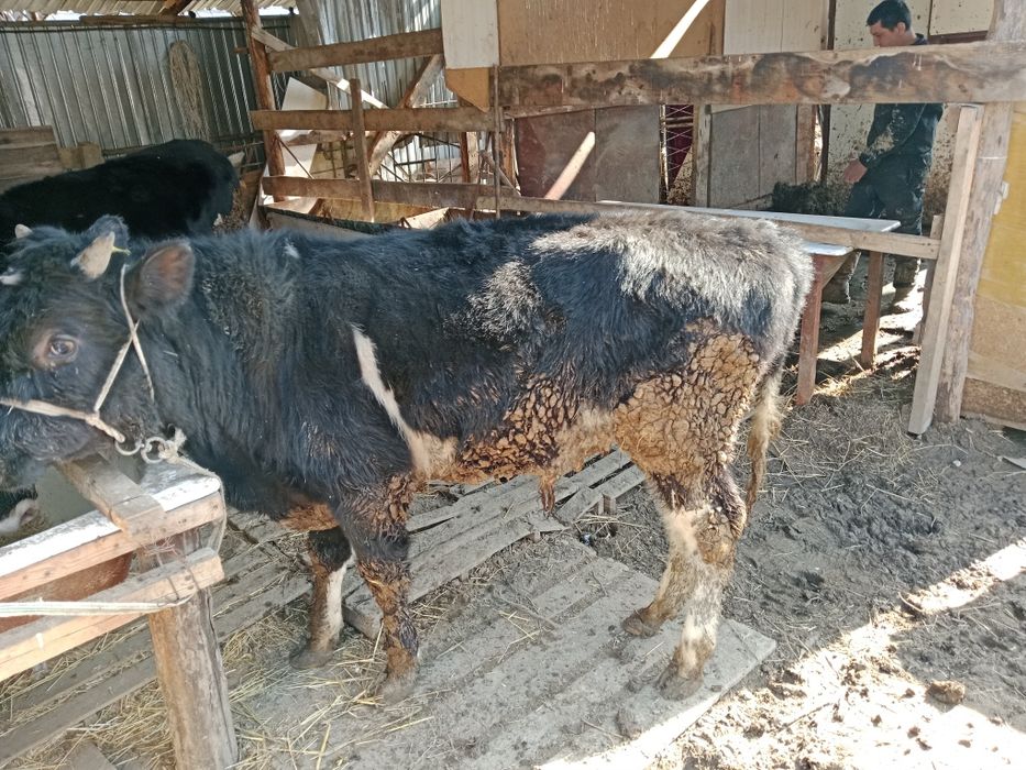 Еркек бузау бычок