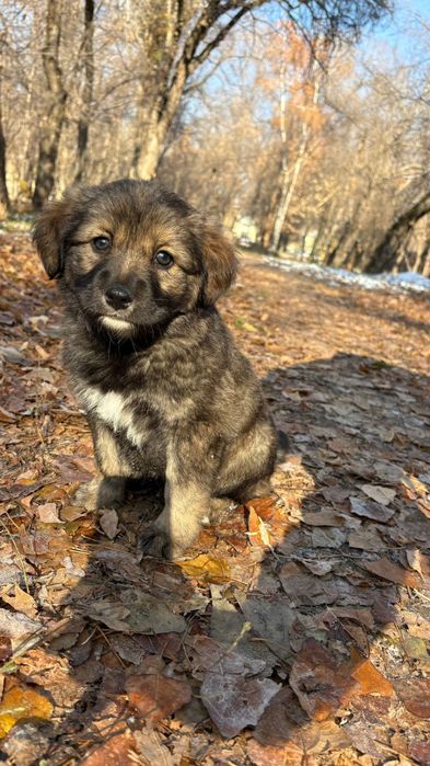 Щеночки в отлове, очень большой выбор
