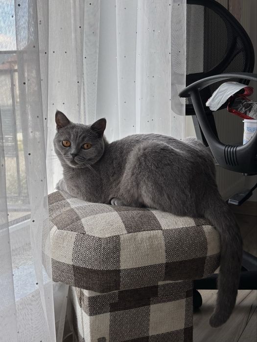 Pet sitting la domiciliul tău - Oradea