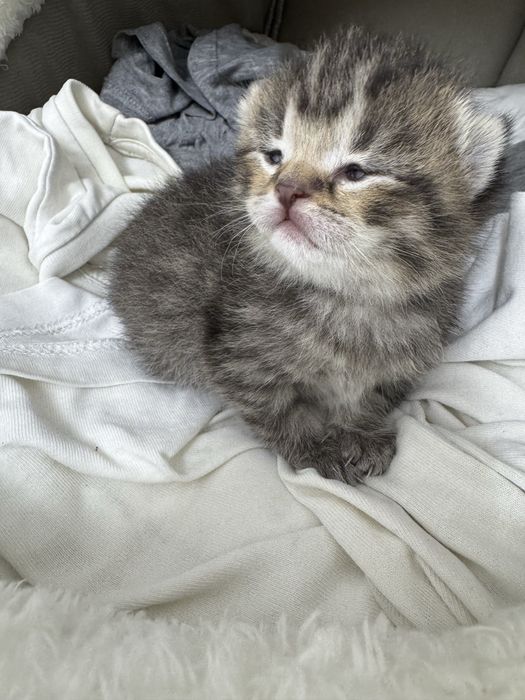 Британский котёнок.