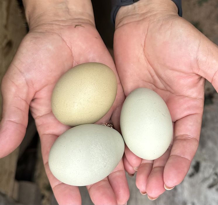 Цветные инкубационные яйца