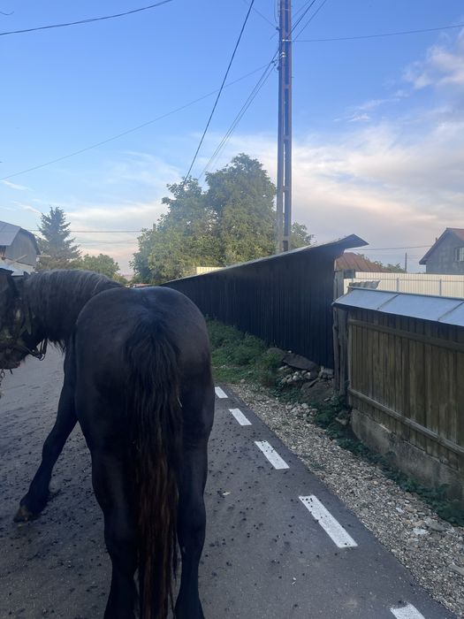 vand manz de 3 anii!!! sur invațat la ulube! (0758) 150 440