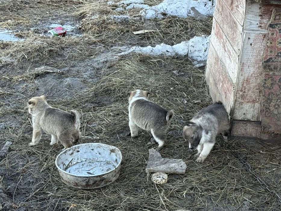 Щенки лайки зсл