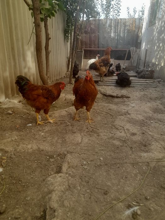 На продаже куры петушки