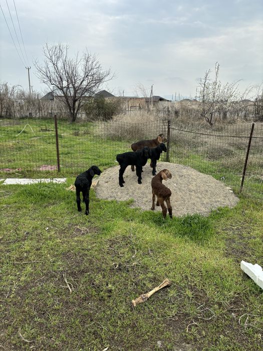 Қозылы қойлар гиссар