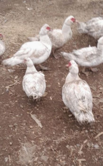 Продам селезни мускульные қораз