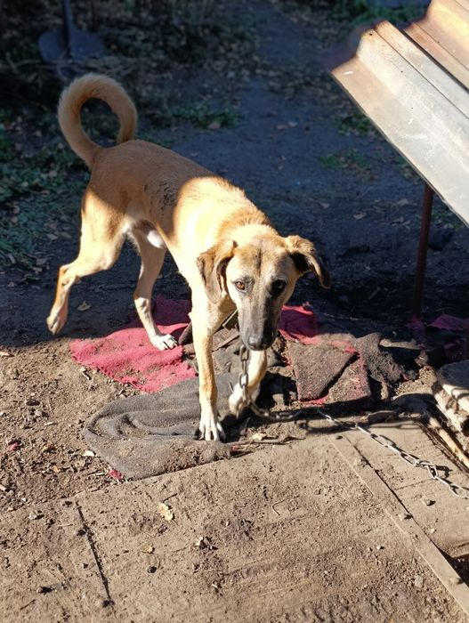 Щенок ищет хозяина !