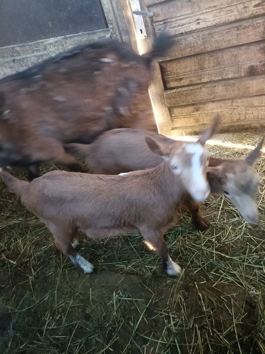 Vând 2 capre și 2 ieduțe