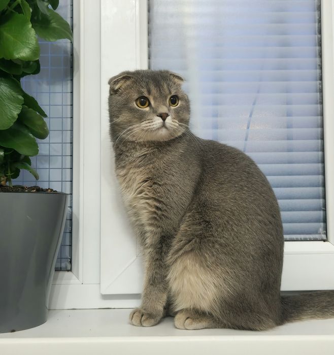 шотландский котик