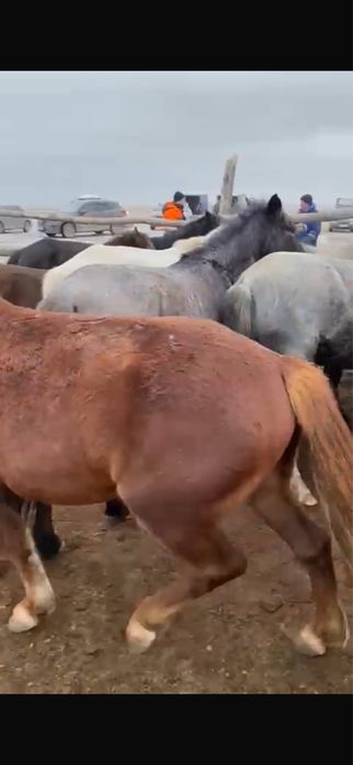 Айгыр 4 жасар сатылады