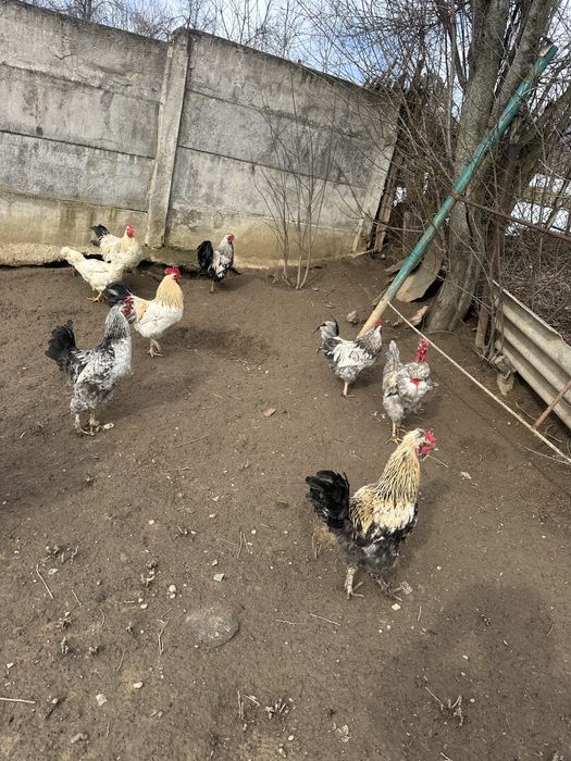 Cocoși tineri de casă