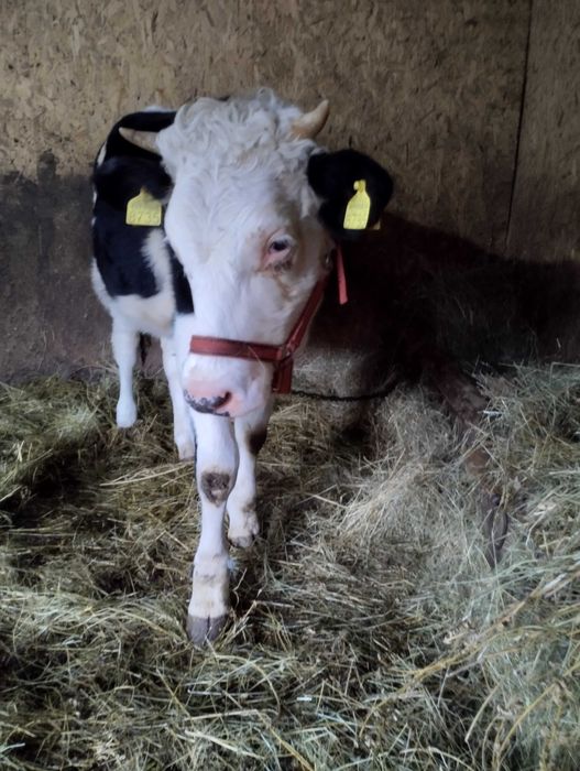 Vând vitea de un an