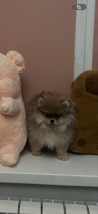 Щпиц щенок 2 мес