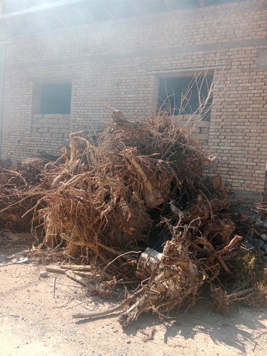 Quruq ildiz va aralash òtin