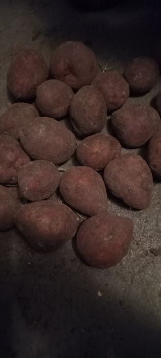 Картошка тендерная сорт Гала 70 тг