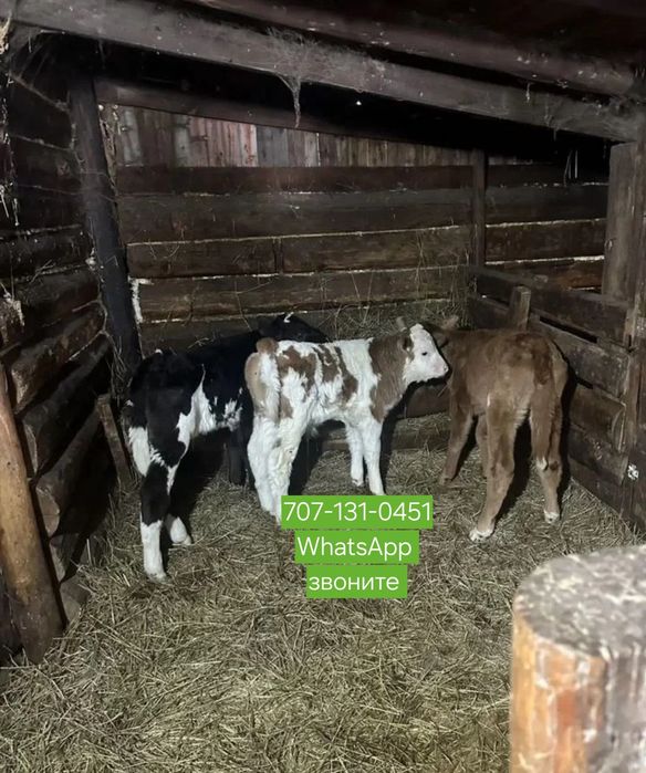 Телята Симментал бұқа құнажындары